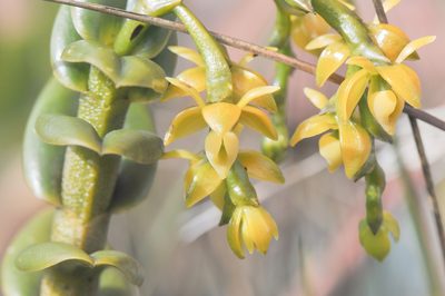 Epidendrum alsum, photographed by Morten Ross