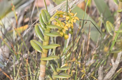 Epidendrum alsum, photographed by Morten Ross