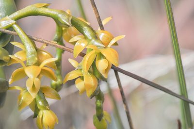 Epidendrum alsum, photographed by Morten Ross