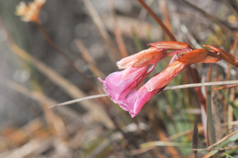 Connellia quelchii, photographed by Morten Ross