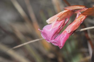 Connellia quelchii, photographed by Morten Ross