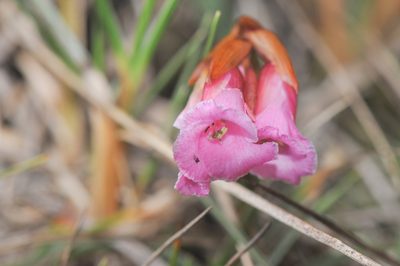 Connellia quelchii, photographed by Morten Ross