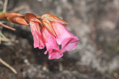 Connellia quelchii, photographed by Morten Ross