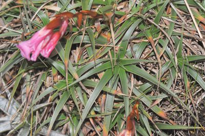 Connellia quelchii, photographed by Morten Ross