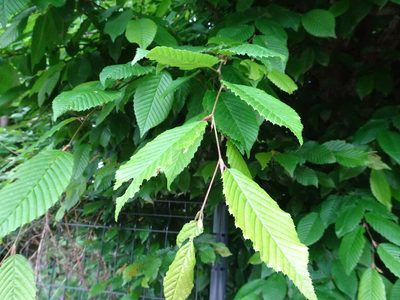 Carpinus betulus, photographed by Thomas Koffel