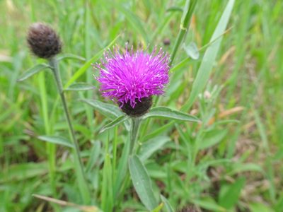Centaurea nigra, photographed by Thomas Koffel