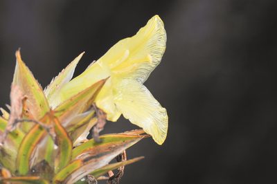 Orectanthe sceptrum, photographed by Morten Ross