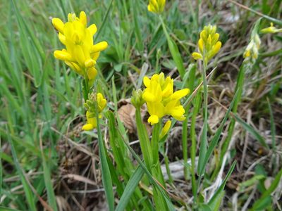 Genista sagittalis, photographed by Thomas Koffel