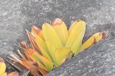 Brocchinia tatei, photographed by Morten Ross