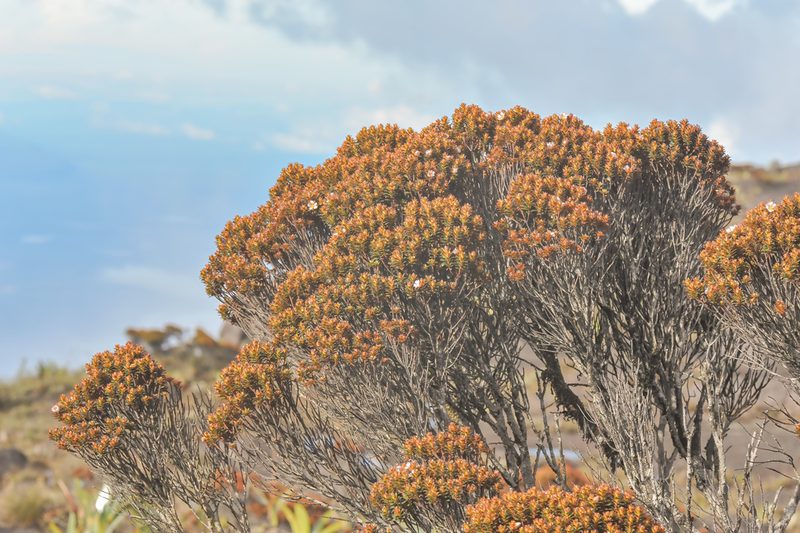 Bonnetia roraimae, photographed by Morten Ross