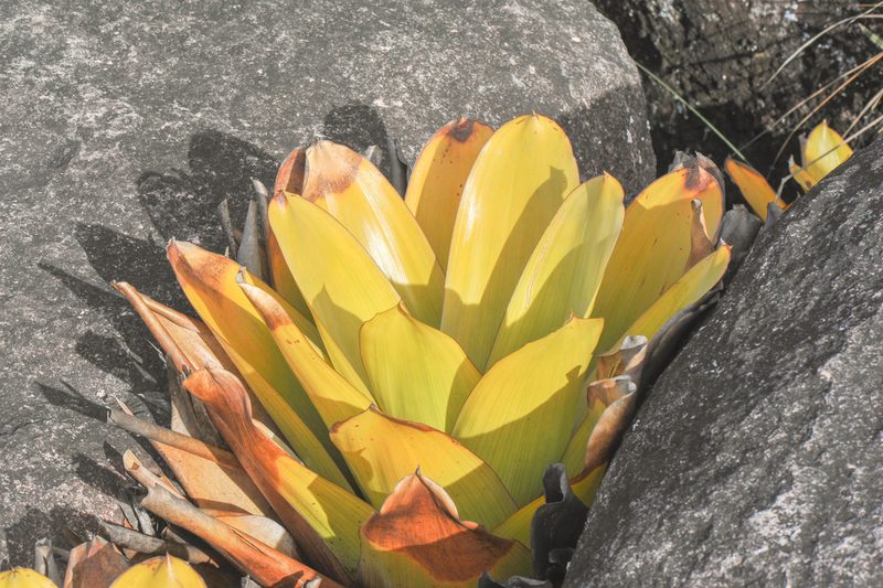 Brocchinia tatei, photographed by Morten Ross