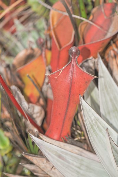 Heliamphora nutans, photographed by Morten Ross