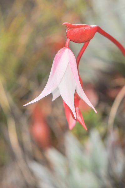 Heliamphora nutans, photographed by Morten Ross