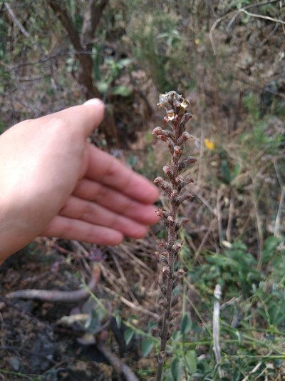 Sarcoglottis schaffneri, photographed by Jordi Martínez Martínez