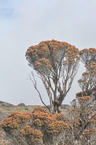 Bonnetia roraimae, photographed by Morten Ross