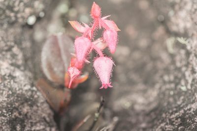 Gaultheria setulosa, photographed by Morten Ross