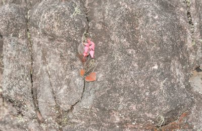 Gaultheria setulosa, photographed by Morten Ross