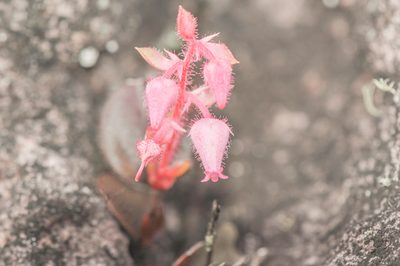 Gaultheria setulosa, photographed by Morten Ross
