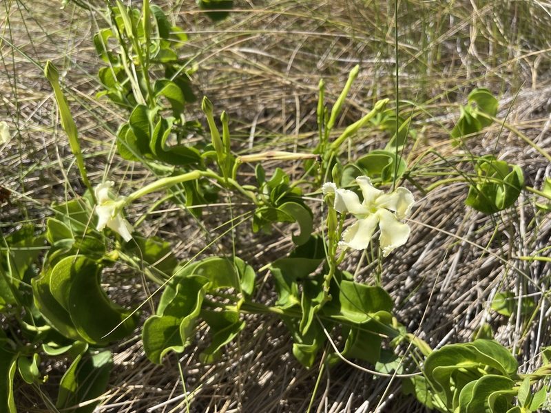 Echites umbellatus, photographed by Brandon Corder