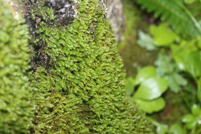 Pseudanomodon attenuatus, photographed by Violet T.