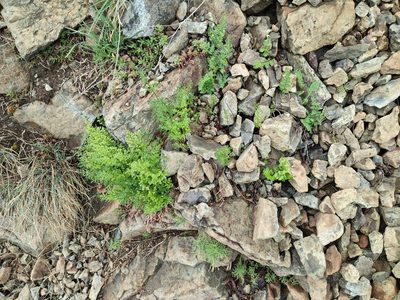 Asplenium cuneifolium, photographed by Erwin Gruber