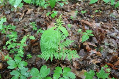 Botrypus virginianus, photographed by Violet T.
