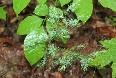 Juniperus virginiana, photographed by Violet T.