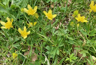 Ranunculus fascicularis, photographed by Susan Berry