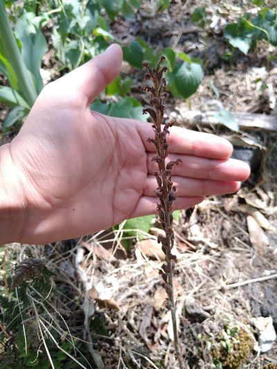 Sarcoglottis schaffneri, photographed by Jordi Martínez Martínez