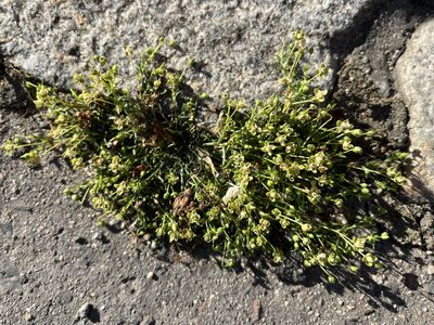 Sagina procumbens, photographed by Pavel Kacl