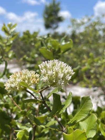 Asclepias curtissii, photographed by Brandon Corder