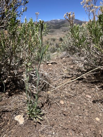 Boechera angustifolia, photographed by Cecelia Alexander
