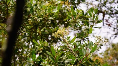 Photinia arbutifolia, photographed by Michael Warner