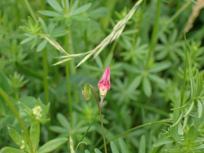 Lathyrus nissolia, photographed by SK53