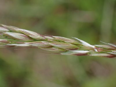 Arrhenatherum elatius, photographed by SK53