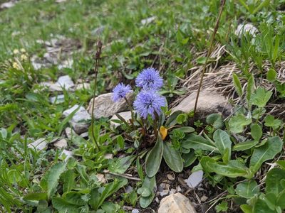 Globularia nudicaulis, photographed by Attila Oláh
