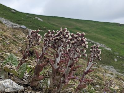 Petasites paradoxus, photographed by Attila Oláh