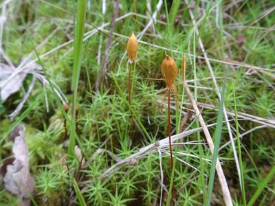 Polytrichum commune, photographed by Thomas Koffel