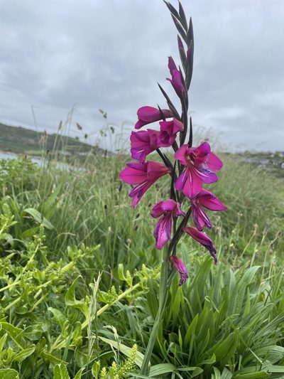 Gladiolus communis, photographed by wang cai