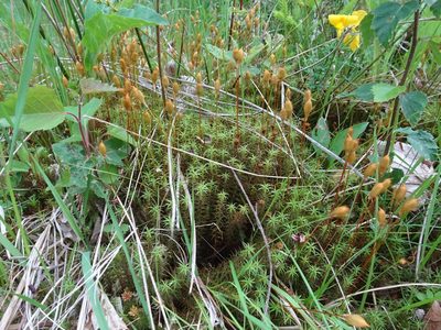 Polytrichum commune, photographed by Thomas Koffel