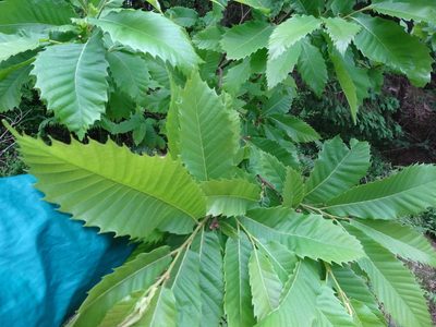 Castanea sativa, photographed by Thomas Koffel