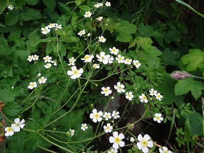 Ranunculus aconitifolius, photographed by Thomas Koffel
