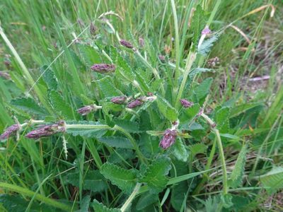 Betonica officinalis, photographed by Thomas Koffel