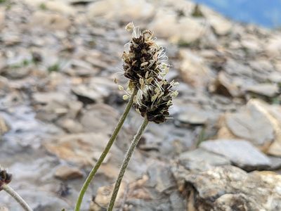 Plantago atrata, photographed by Attila Oláh