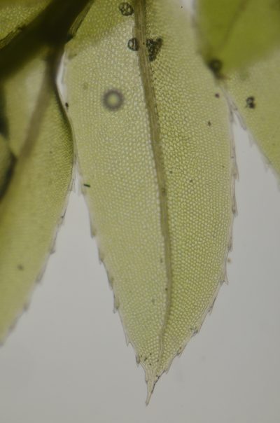 Mnium lycopodioides, photographed by Randal