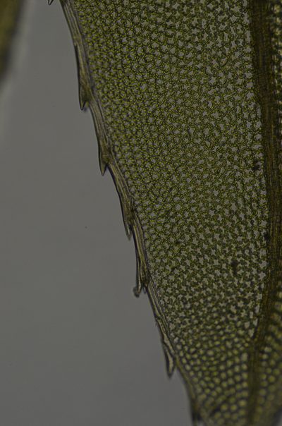 Mnium lycopodioides, photographed by Randal