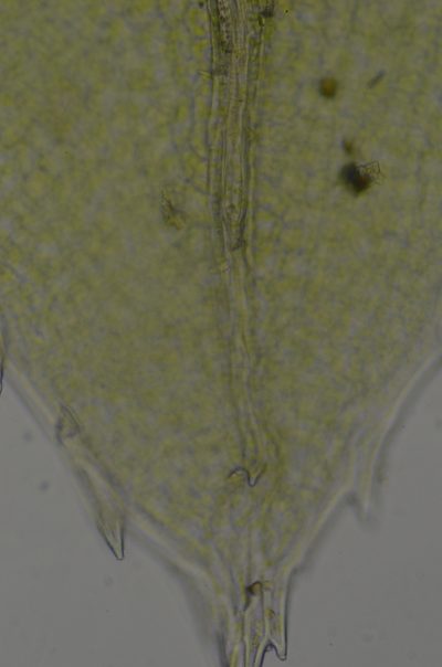 Mnium lycopodioides, photographed by Randal