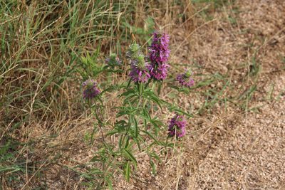 Monarda citriodora, photographed by Mimi Posey