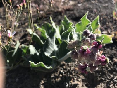 Asclepias californica