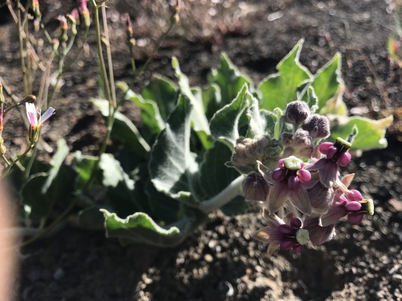 Asclepias californica, photographed by Scott Yarger
